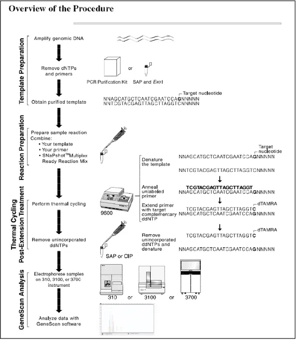 Fig. 1. Overview of single base primer extension assay using an ABI PRISM SNaPShot  Multiplex kit 