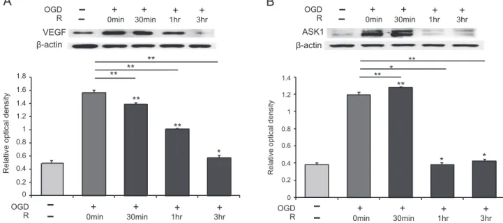 Fig. 2 – The change of VEGF and ASK1 protein level in bEnd.3.cells in different reperfusion time after OGD injury