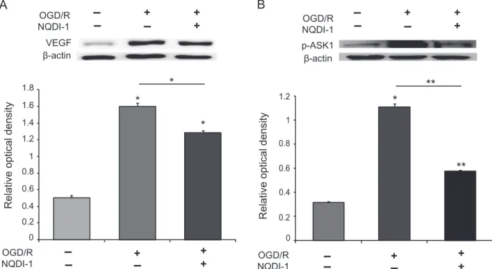 Fig. 3 – The protein level of VEGF and phosphorylation-ASK1 at reperfusion 30 min after OGD injury