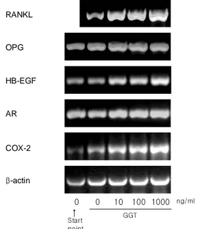 Figure  4.  The  effect  of  the  purified  GGT  on  m  RNA  expression  of  RANKL.  OPG,  HB-EGF,  AR  and  COX-2  in  osteoblasts