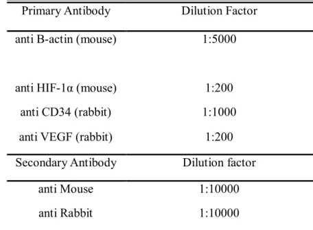 Table 2. Antibodies used in the experiments and its dilution factor