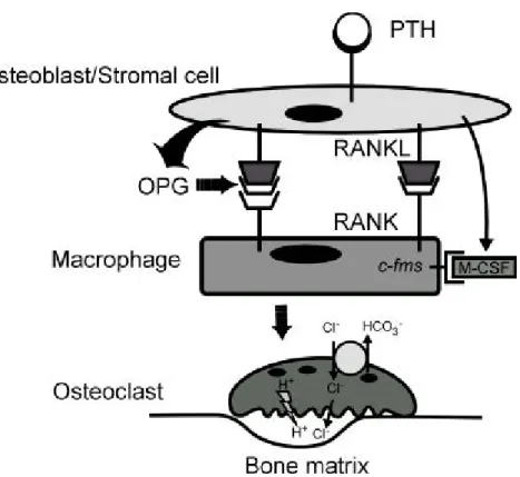 Fig . 3. Mechanism s of osteoclastogenesis an d osteoclastic bone