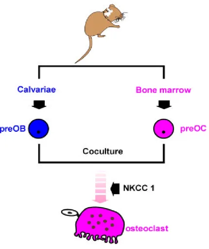 Fig . 5. Cocu ltu re system of osteoblastic cell an d bone m arrow .