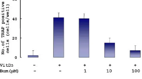 Fig . 7. Ch anges in VitD 3 -in duced TRAP p ositive cells in resp on se