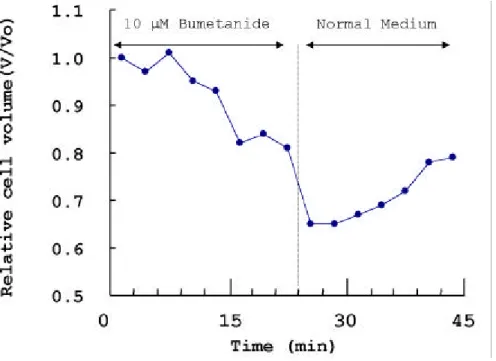 Fig . 9. Effect of bu m etanid e on osteoblastic cell volu m e. Ten m icrom olar bu m etanid e w as treated to osteoblastic cell