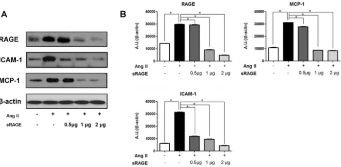 Figure 4. Effect of sRAGE in Apo E KO mice on Expression of Cytokines and Adhesion Molecules