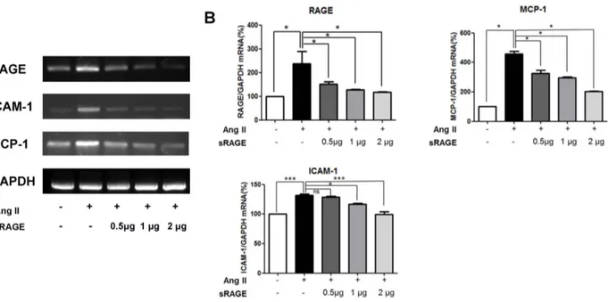 Figure 5. Effects of sRAGE on mRNA Levels in Aorta of AngII-induced Apo E KO mice. A. Reverse transcription PCR analysis of RAGE, ICAM- ICAM-1 and MCP-ICAM-1 gene expression