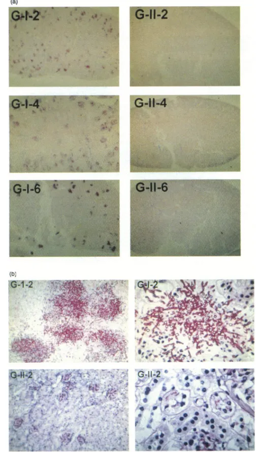 Figure 6. (a) Histopathological findings of kidney of mice with expernmentally induced disseminated candidiasis and treated with