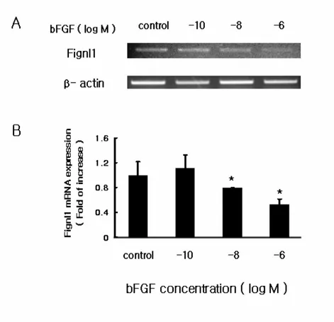 Fig. 2. The effect of short-term exposure of bFGF on Fignl1 mRNA expression in  MC3T3-E1 cells 