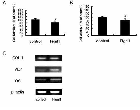 Fig. 3. Effects of Fignl1 on proliferation and differentiation of MC3T3-E1 cells.   