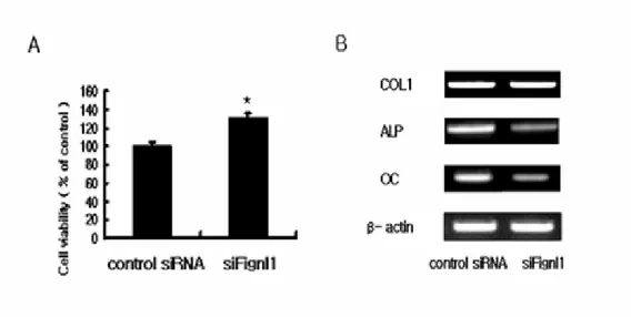 Fig.  5..  The  effects  of  siFignl1  on  Fignl1  mRNA  expression  in  MC3T3-E1  cells