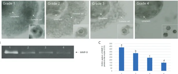 Figure 1. Morphological analysis of Oocytes grade. A : oocytes grade, B : activation of MMP-9 by oocytes grade, C : expression of MMP-9  protein