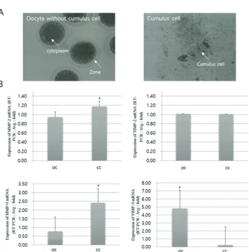 Figure 3. Expression of MMPs and TIMPs in the oocytes and cumulus cell. A : morphological, B : Real-Time PCR
