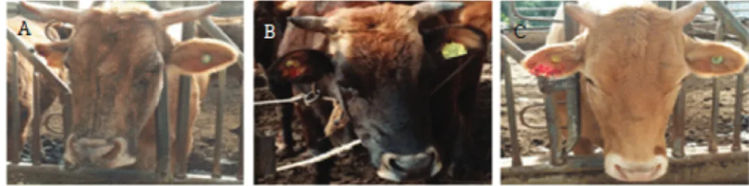 Figure  1.  Criteria for classification on the Korean Brindle Cattle coat color.