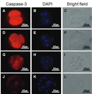 Figure 1. Expression of Caspase-3 protein in different development stage of porcine SCNT embryo