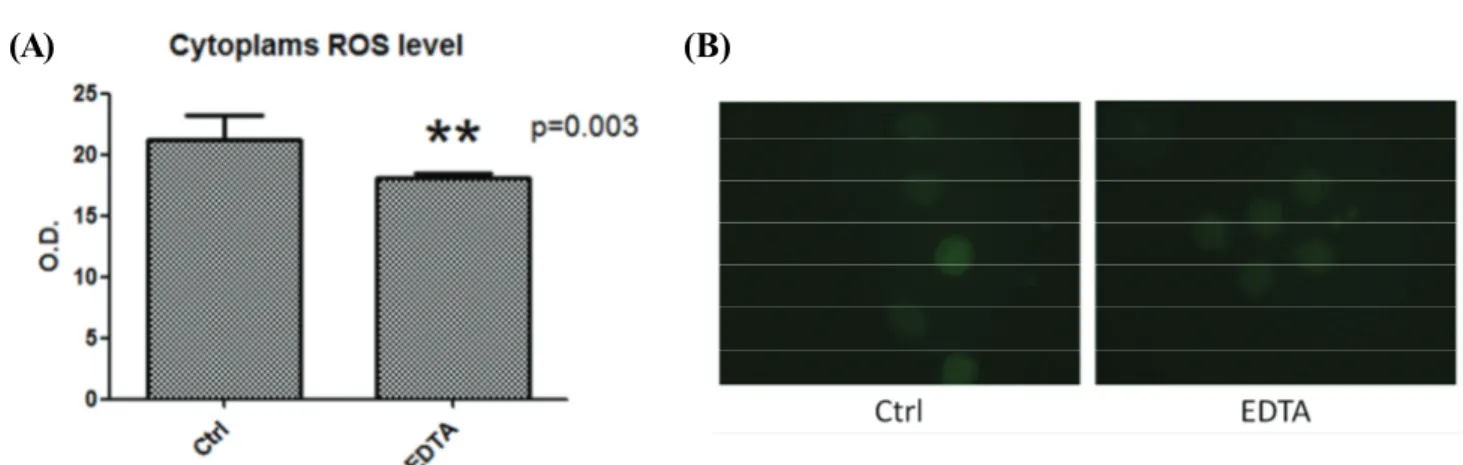 Figure 2. The effect of EDTA on ROS in canine parthenogenic (PA) embryos development. (A) Cytoplasmic ROS level of canine PA  embryos on day 8