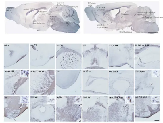 Figure 2. WGA immunoreactivity in non-injured mouse brain. After 2days of PRS-WGA  adenovirus injection in LC, LC-originated WGA protein was detected in neurons of several  noradrenergic  nuclei  and  other  areas
