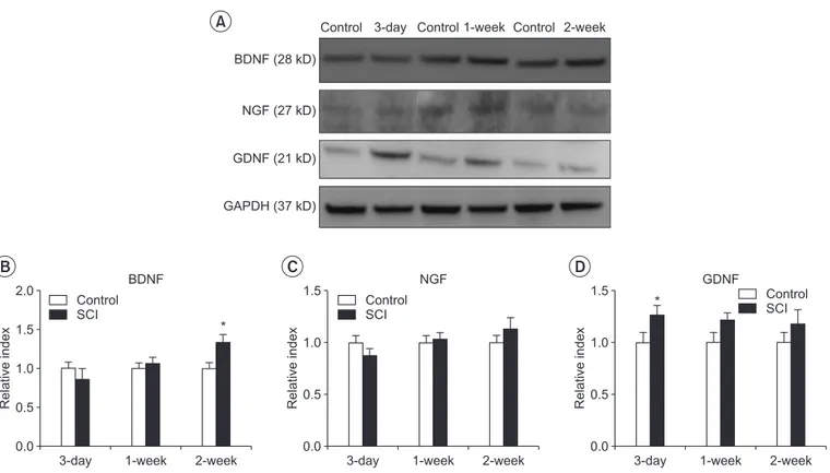 Fig. 1. Neurotrophic factor expression by Western blotting analysis. (A) Representative expressions of BDNF, NGF, and 