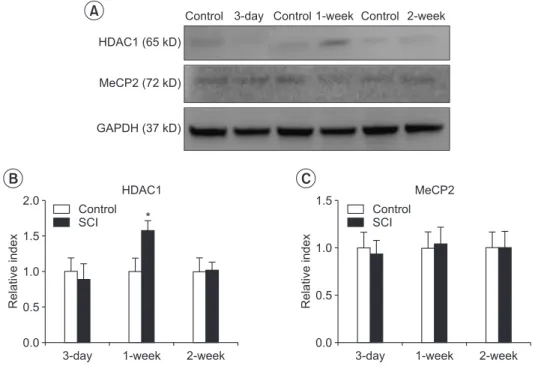 Fig. 2. HDAC1 and MeCP2 expres-