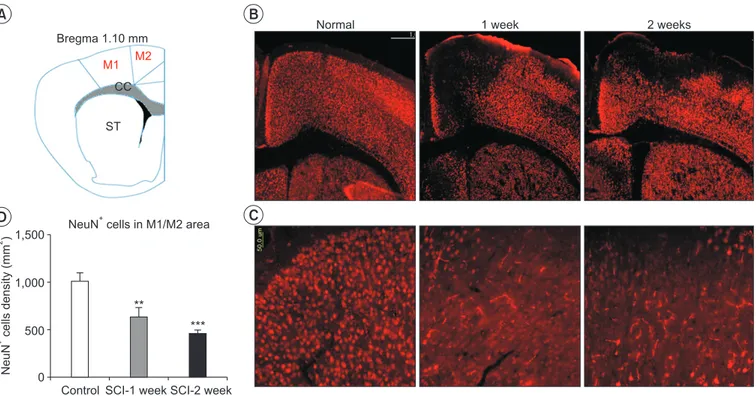 Fig. 3. Spinal cord injury (SCI) reduces the number of surviving neurons in the M1 and M2 areas