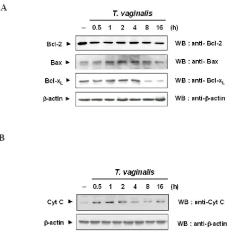 Figure I-3. Immunoblot analysis showing Bcl-2, Bax, Bcl-x L/S  and cytochrome c. (A) RAW 