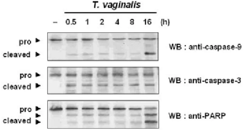Figure I-4. Effects of caspases on T. vaginalis-induced apoptosis. After RAW 264.7 cells were 