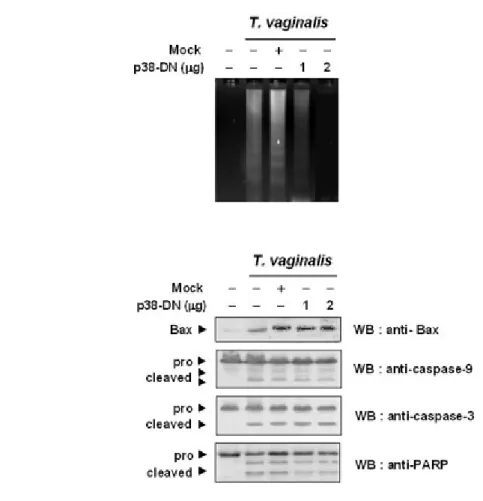 Figure I-8. Effect of dominant negative p38 MAPK on DNA fragmentation and PARP  cleavage
