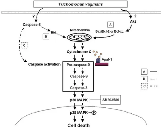 Figure I-9. Putatative pathways of T. vaginalis-induced apoptosis. Pathway A deserves specific 