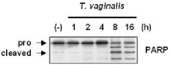 Figure II-1. T. vaginalis-induced apoptosis in RAW264.7 cells. (A) T. vaginalis were 