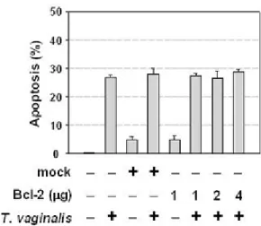 Figure II-3. Overexpression of Bcl-2 did not prevent T. vaginalis-induced apoptosis. (A) 