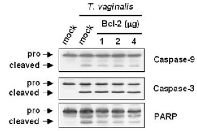 Figure II-4. Overexpression of Bcl-2 had no influence on the release of cytochrome c, the 