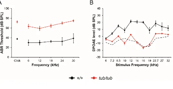 Figure 1. Auditory phenotypes of wild-type and tubby mice. (A) ABR threshold 