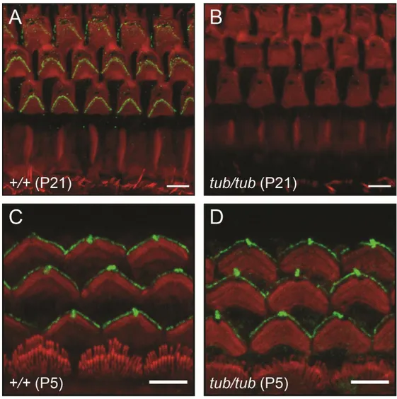 Figure 6. Disrupted OHCs hair bundle localization of stereocilin in tubby mice. 