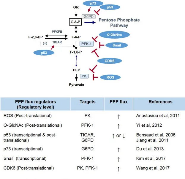 Fig. 3.  Oncogenic regulation of glucose flux into PPP. 