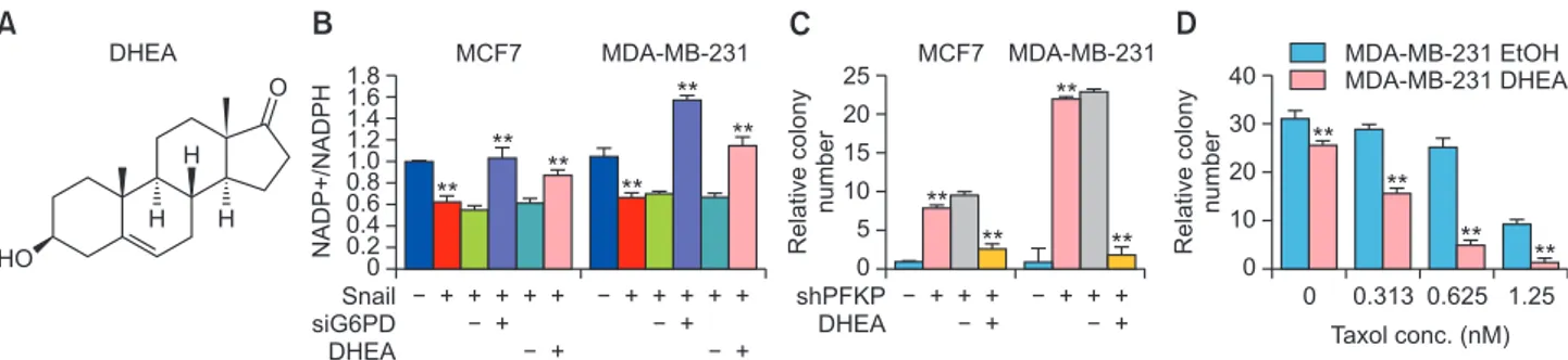 Fig. 4.  The DHEA, an uncompetitive inhibitor of G6PD, regulated NADPH level and cancer cell survival under metabolic stress