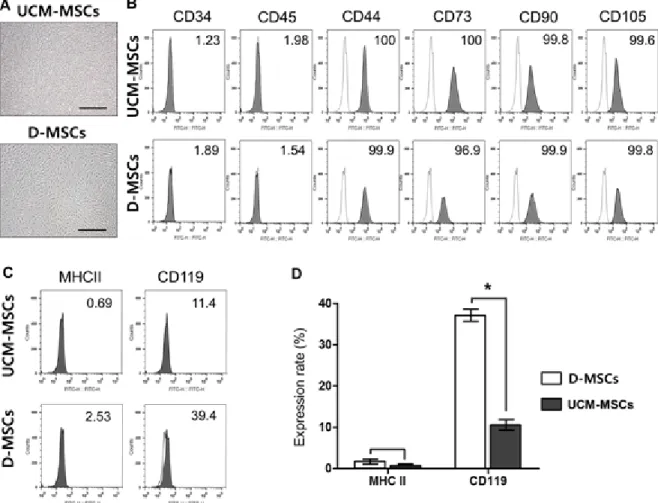 Figure 1.  Characterization of UCM- and D-MSCs. (A) Morphology of UCM- and D-MSCs. Both cells at passage 4 showed a characteristic  of adherence to the plastic flask with spindle-like morphology