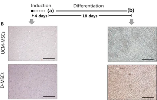 Figure  4.  Induction of trans-differentiation into corneal epithelial cells of UCM- and D-MSCs