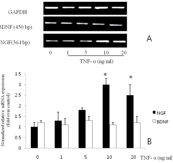 Fig.  1.  Effects  of  TNF-α  on  NGF  mRNA  expression  from  BMSC.  RT-PCR  (A)  and  semi- semi-quantitative  analysis  of  NGF  and  BDNF  mRNA  (B)