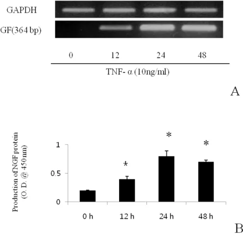 Fig.  2.  Expression  of  NGF  mRNA  (A)  and  protein  (B)  in  BMSC  induced  by  TNF-α