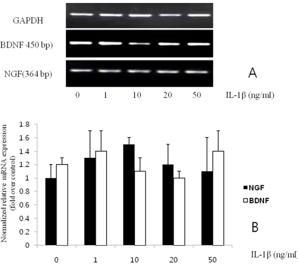 Fig.  3.  Effects  of  IL-1β  on  NGF  mRNA  expression  from  BMSC.  RT-PCR  (A)  and  semi- semi-quantitative  analysis  of  NGF  and  BDNF  mRNA  (B)
