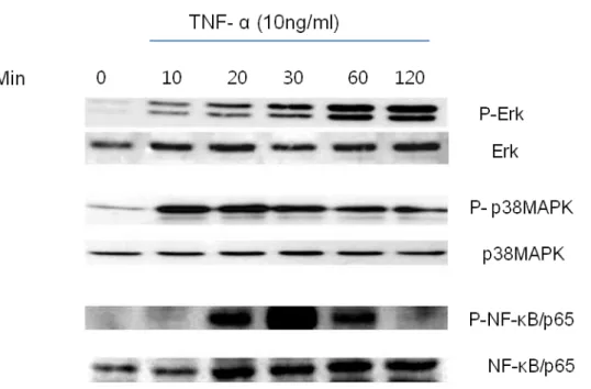 Fig.  4.  Effect  of  TNF-α  on  phosphorylation  of  p38,  ERK  and  NF-kB  in  BMSCs