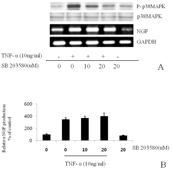 Fig.  6.  The  effects  of  p38  MAPK  inhibitor  on  NGF  secretion.  BMSCs  were  pre-incubated  with the indicated concentrations of SB203580 for 15 min and then cultured with TNF-α (10  ng/ml)  for  24  h  in  the  presence  of  the  inhibitor