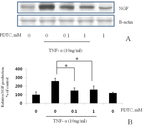 Fig. 7. The effects of NF-kB inhibitor on NGF secretion. BMSCs were pre-incubated with the  indicated concentrations of PDTC for 15 min and then cultured with TNF-α (10 ng/ml) for 24  h in the presence of the inhibitor