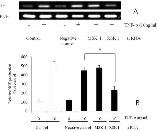 Fig.  8.    Inhibition  of  NGF  production  by  siRNA  transfection.  TNF-a  stimulated  NGF  mRNA  production  was  inhibited  by  RSK1  siRNA  transfection