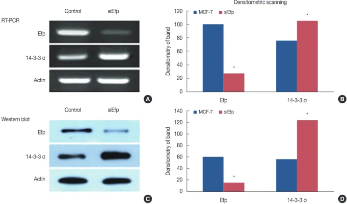 Figure 1.  The increased expression of 14-3-3 σ by knocks down of estrogen-responsive ring finger protein (Efp) using small interfering RNA (siRNA)