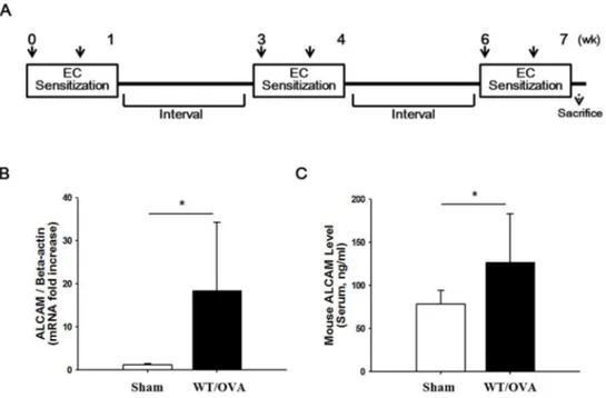 Figure 1. Increase of ALCAM in wild type mice induced to atopic dermatitis by  ovalbumin (A)  Experimental  protocol  for  ovalbumin-induced  atopic  dermatitis