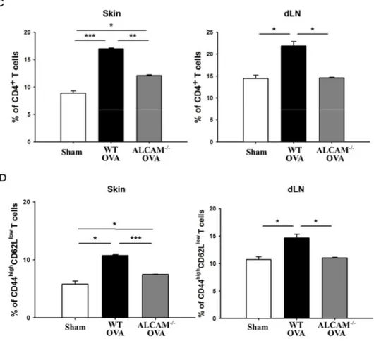 Figure  3.  Suppression  of  T  cell  activation  in  ALCAM  deficient  mice (A)  The 