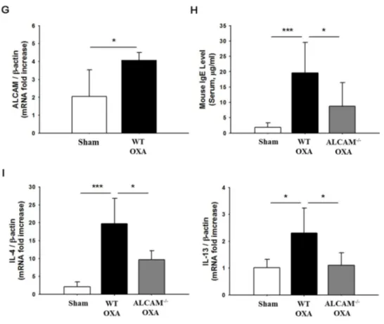 Figure  5.  Attenuation  of  oxazolone-induced  atopic  dermatitis  in  ALCAM deficient  mice  (A)  Experimental  protocol  for  oxazolone-induced  atopic  dermatitis 