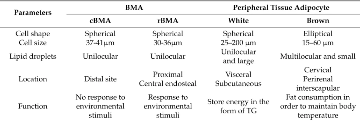 Table 2. Difference between bone marrow adipocytes (BMAs) and peripheral tissue adipocytes.