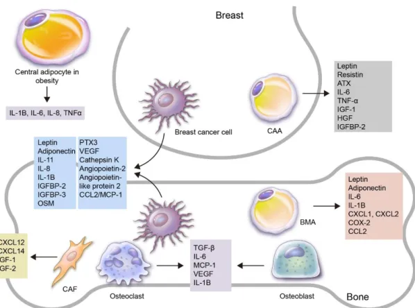Figure 1. An overview of the roles of adipokines and adipocytes in the process of breast cancer bone  metastasis